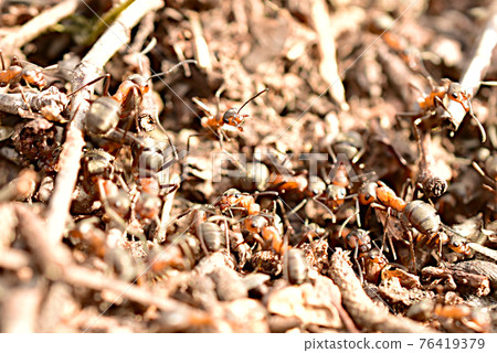 Close-up of an ant frozen on top of an anthill. 76419379