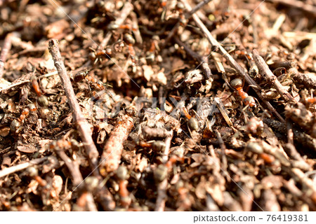Ants scurry about in the anthill. 76419381