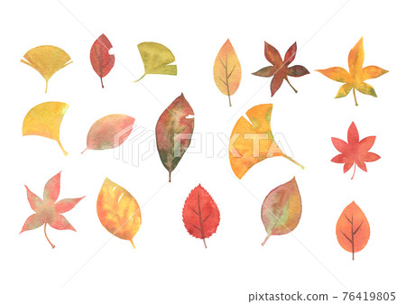 Various fallen leaves. 76419805