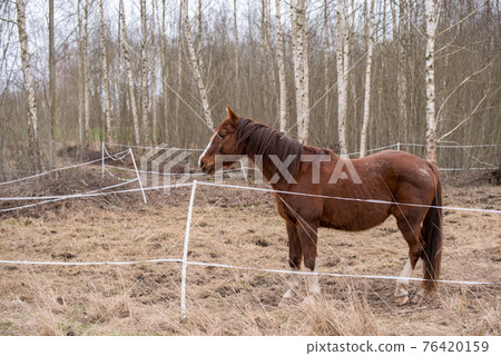 Horse on nature. Portrait of a horse, brown horse 76420159
