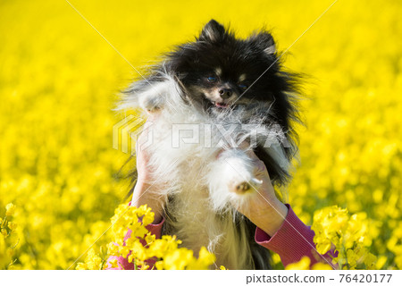 Dog pomeranian is on yellow field of rape flowers Dog pomeranian is on yellow field of rape flowers 76420177