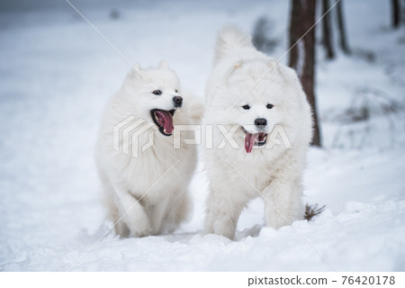 Beautiful fluffy two Samoyed white dogs is playing in the winter forest Beautiful fluffy two Samoyed white dogs is playing in the winter forest 76420178