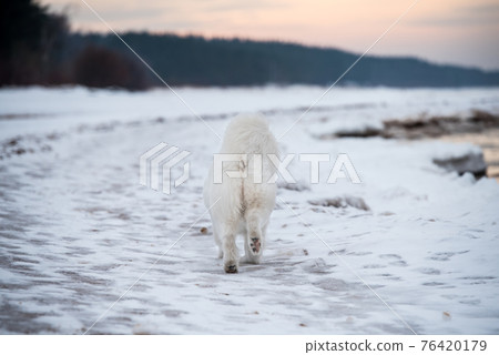 Samoyed white dog is on snow Saulkrasti beach in Latvia Samoyed white dog is on snow Saulkrasti beach in Latvia 76420179
