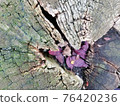 Close up of old wood with mossy and cracks textured pattern 76420236