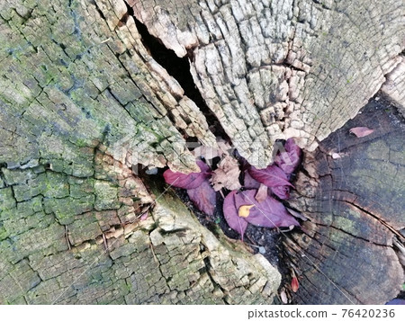 Close up of old wood with mossy and cracks textured pattern 76420236