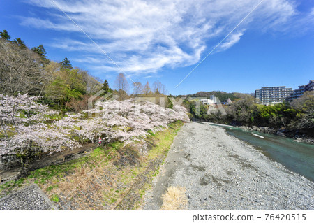 Scenery on the upstream side from Ayumi Bridge on the riverbank of the Tama River and Kamanofuchi Park where cherry blossoms bloom Scenery on the upstream side from Ayumi Bridge on the riverbank of the Tama River and Kamanofuchi Park where cherry blossoms bloom 76420515