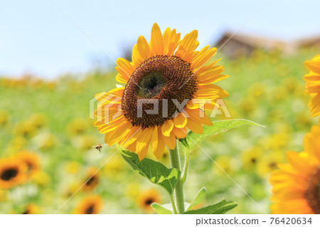 向日葵的夏天 76420634