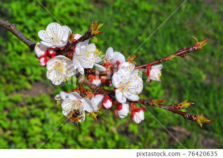 Bee on a flower of the white cherry blossoms. Bee on a flower of the white cherry blossoms. 76420635