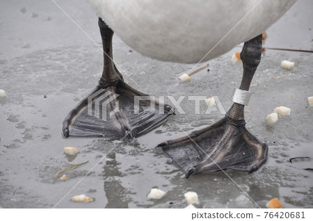 white swan paws on the ice reflecting white swan paws on the ice reflecting 76420681
