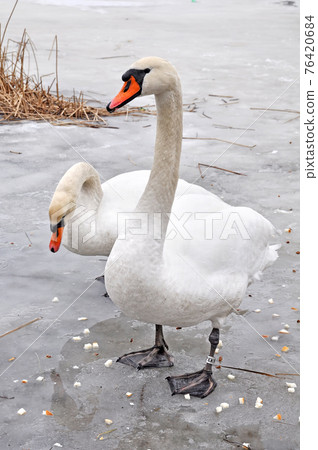 White mute swans eating white bread on a frozen lake. White mute swans eating white bread on a frozen lake. 76420684