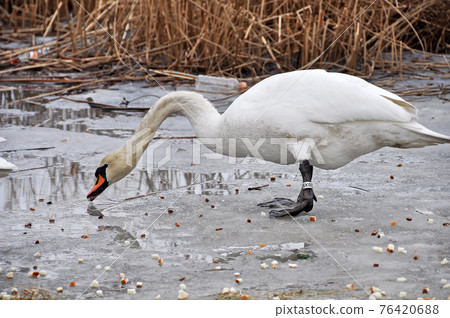 White mute swans eating white bread on a frozen lake. White mute swans eating white bread on a frozen lake. 76420688