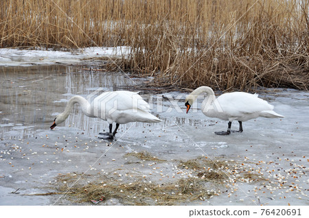 White mute swans eating white bread on a frozen lake. White mute swans eating white bread on a frozen lake. 76420691
