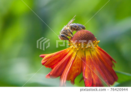 Honey bee covered with yellow pollen drink nectar, pollinating orange flower. Inspirational natural floral spring or summer blooming garden or park background. Life of insects. Macro close up. 76420944