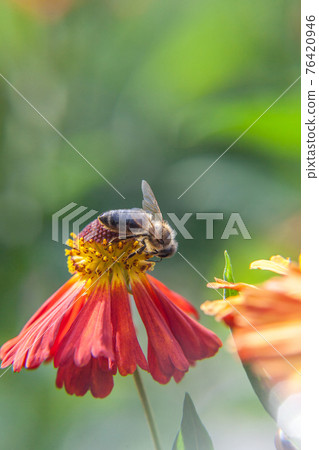 Honey bee covered with yellow pollen drink nectar, pollinating orange flower. Inspirational natural floral spring or summer blooming garden or park background. Life of insects. Macro close up. 76420946