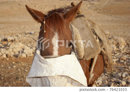 A horse at rural area A horse at rural area 76421033