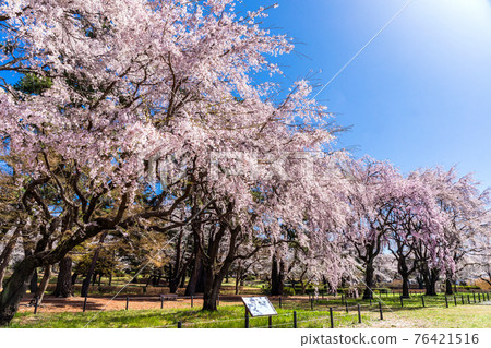 Weeping cherry tree row of trees 76421516