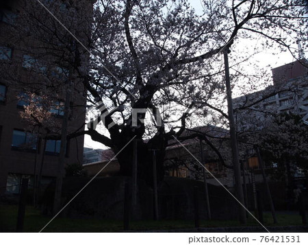 天然紀念物石割櫻 天然紀念物石割櫻 76421531