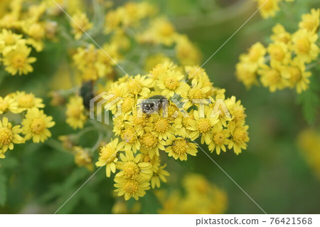 Cetoniinae sucking the nectar of Awakoganegiku 76421568