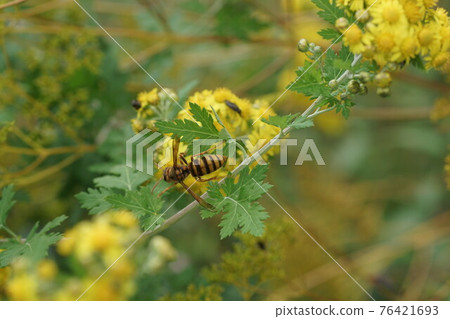 Vespa simillima sucking "Nectar of Awakoganegiku" 76421693