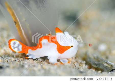 Kumadori Kaeru Ankou 76421803