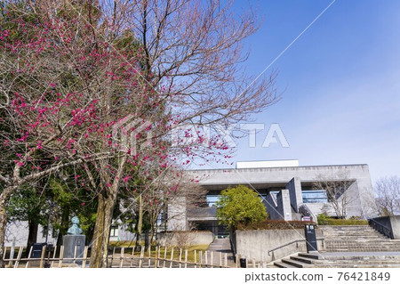 Scenery of Aobayama Park Red plum and Sendai City Museum Sendai City, Miyagi Prefecture Scenery of Aobayama Park Red plum and Sendai City Museum Sendai City, Miyagi Prefecture 76421849