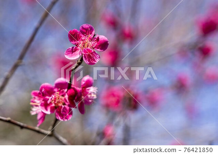 Scenery of Aobayama Park Red plum Sendai City, Miyagi Prefecture Scenery of Aobayama Park Red plum Sendai City, Miyagi Prefecture 76421850