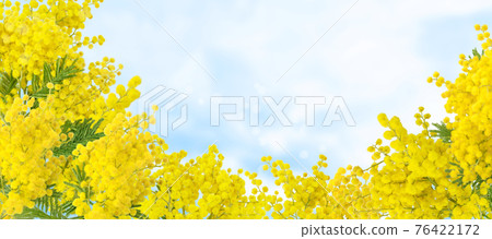 Wattle tree or mimosa yellow flowers on the blue sky background 76422172