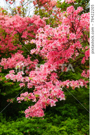 八幡杜鵑花社區杜鵑花（櫪木縣那須町） 76422205