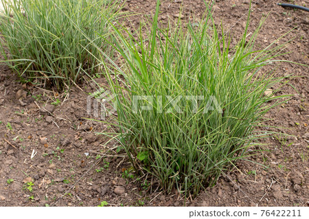 Miscanthus sinensis plants in the garden Miscanthus sinensis plants in the garden 76422211