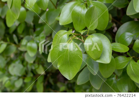 Griselinia littoralis or kapuka or New Zealand broadleaf plant Griselinia littoralis or kapuka or New Zealand broadleaf plant 76422214