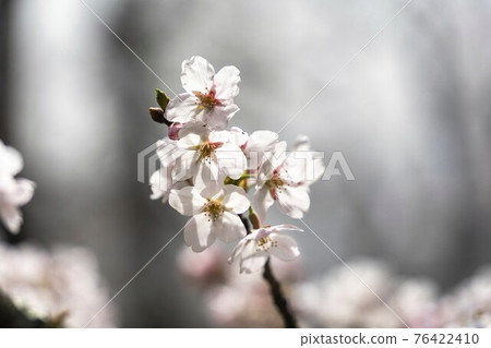Scenery of Masuoka Park Sakura Shiroishi City, Miyagi Prefecture 76422410