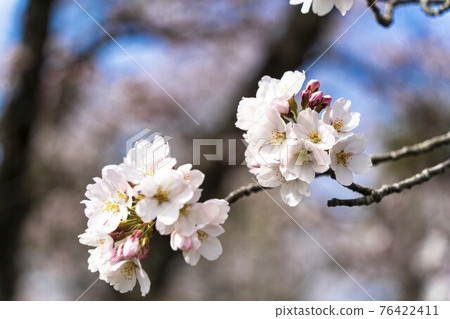 Scenery of Masuoka Park Sakura Shiroishi City, Miyagi Prefecture 76422411