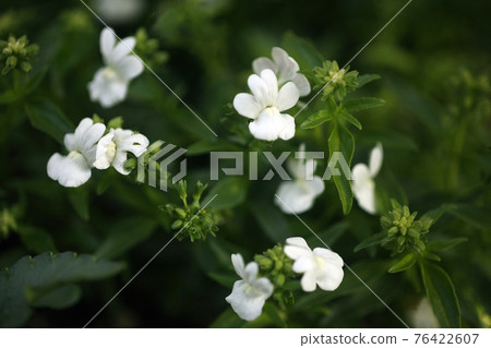 Nemesia white flowers 76422607
