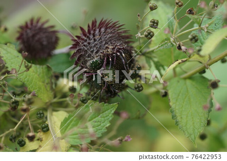 A flock of Cetoniinae that sucks the nectar of Synurus pungens 76422953