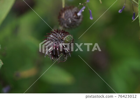 A flock of Cetoniinae that sucks the nectar of Synurus pungens 76423012