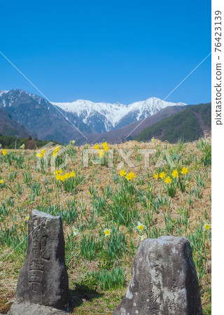 Narcissus, stone Buddha statue and Central Alps on Kozenji-dori 76423139