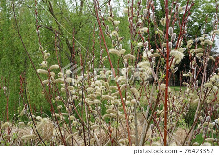 赤目柳（又名振袖柳） 76423352