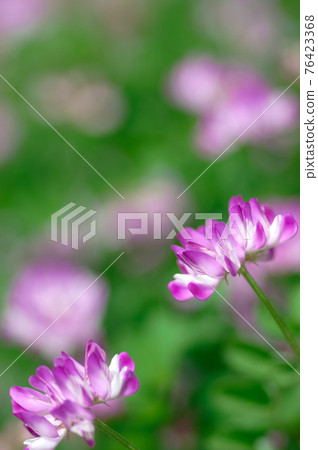 Pretty wild flower lotus flower Pretty wild flower lotus flower 76423368