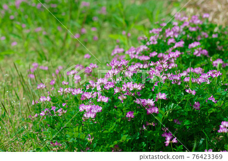 Pretty wild flower lotus flower Pretty wild flower lotus flower 76423369