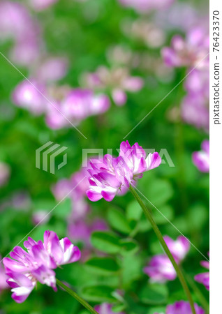 Pretty wild flower lotus flower Pretty wild flower lotus flower 76423370