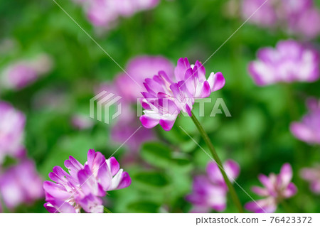 Pretty wild flower lotus flower 76423372