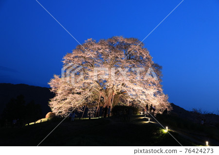 Daigo-Sakura 8580 Daigo-Sakura 8580 76424273