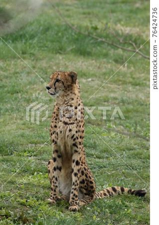 地面上跑得最快的獵豹獵豹 76424736