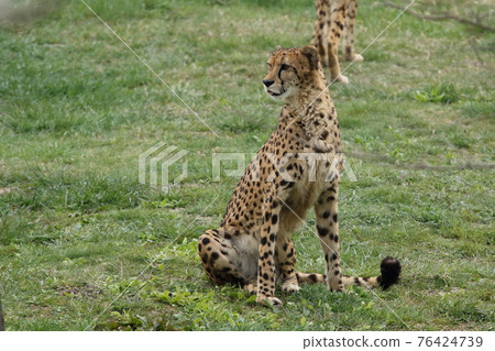The fastest hunter on the ground, the cheetah 76424739