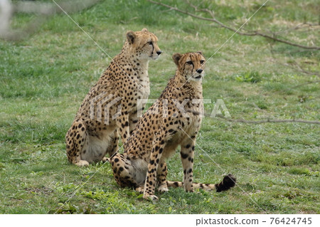 The fastest hunter on the ground, the cheetah The fastest hunter on the ground, the cheetah 76424745
