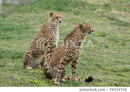 The fastest hunter on the ground, the cheetah 76424748