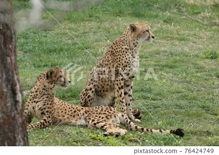 The fastest hunter on the ground, the cheetah 76424749