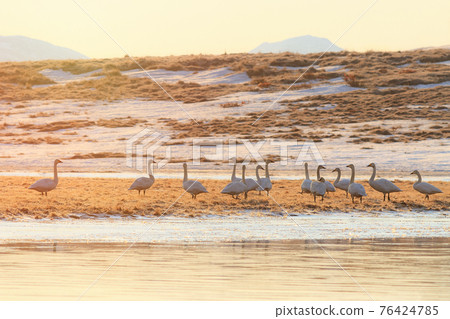 Tundra swans (Cygnus columbianus). 76424785