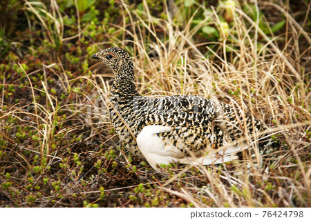 Willow ptarmigan (Lagopus lagopus) Willow ptarmigan (Lagopus lagopus) 76424798