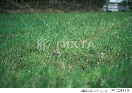 Beautifully grown lawn (weeds) on the site of the field Beautifully grown lawn (weeds) on the site of the field 76424859